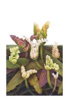 Aponogeton distachyos - waterblommetjie